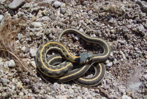 Black-necked Gartersnake-(Thamnophis cyrtopsis)