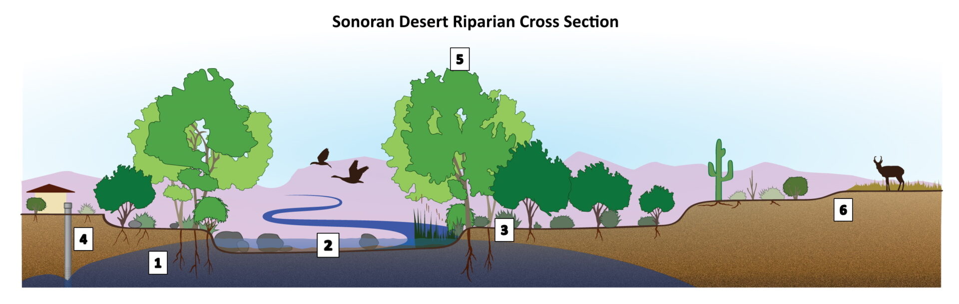 Riparian Zones – AguaFria Watershed