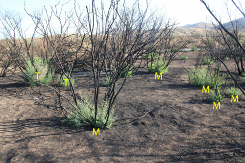 Scorched landscape with re-sprouting of tamarisk (T) and honey mesquite (M); Badger Spring Wash, Sept 2019