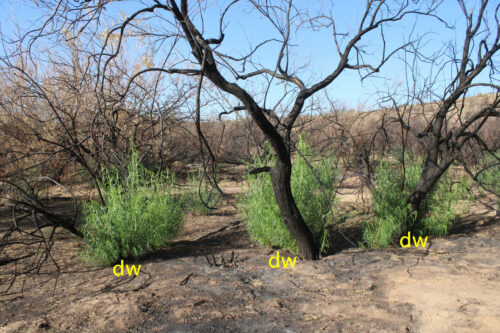 desert willow re-sprout