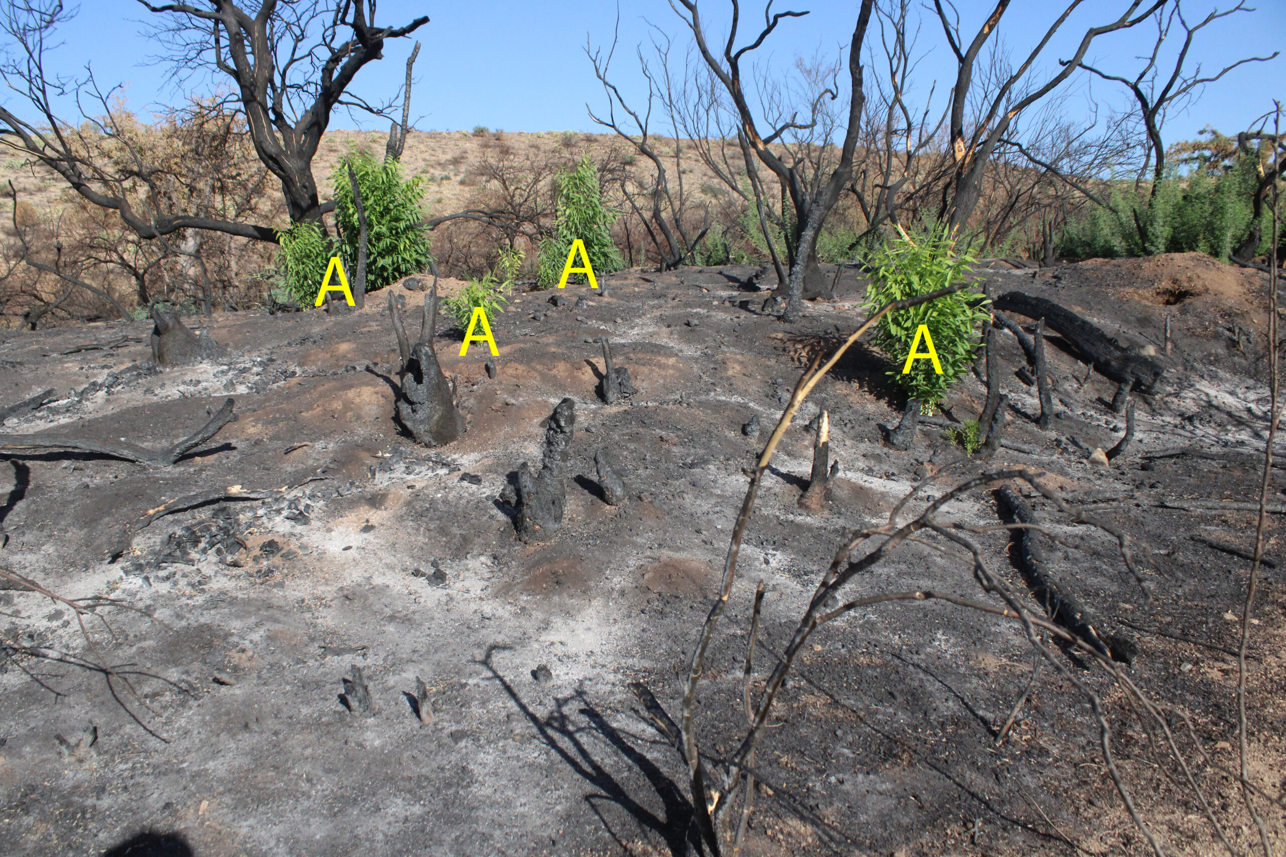 Fire damaged wash showing re-sprouting of riparian tree; Sept 2019, Badger Spring Wash