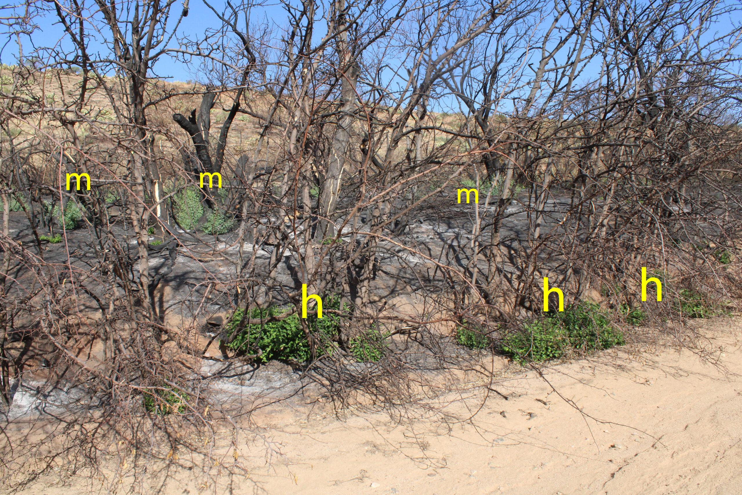 IMG_0775_hackberry and mesquite sprouts