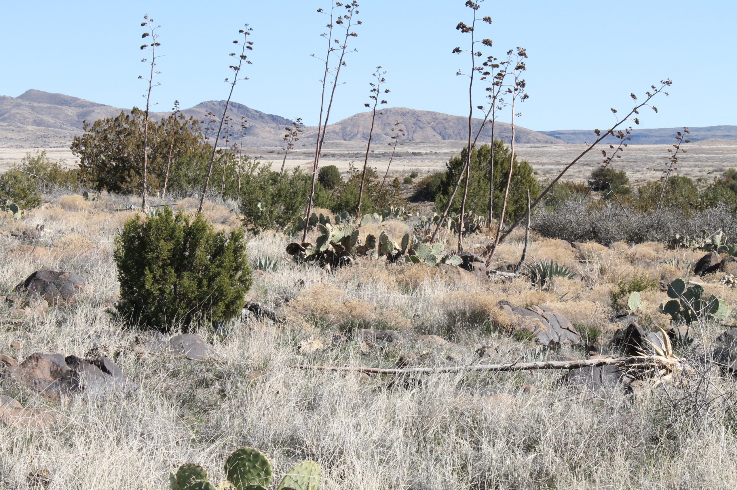 agave remants