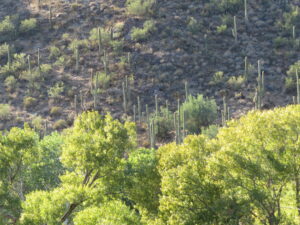  Agua Fria river area with the trees turning colors Fremont Cottonwood and Goodings Willow trees with the Saguaro forest in the background